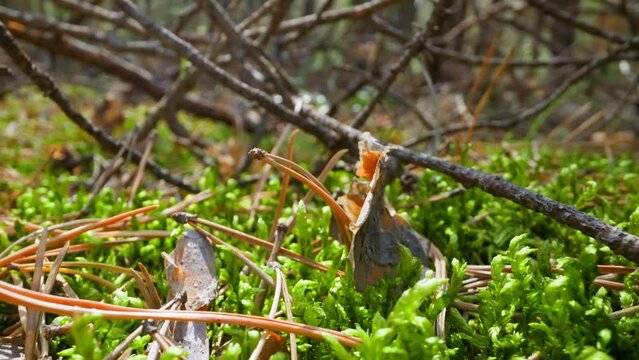Pile of windfall old sticks and yellow needles on grass slow motion. Probe lens footage of untouched nature beauty in forest extreme closeup