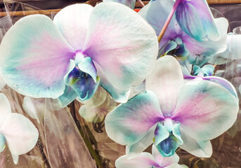 Close up of White and Blue  Orchid Flowers