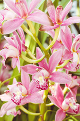 Close up of a Pink Orchid Flowers