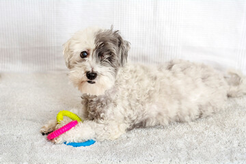 Senior white  havanese dog with one eye playing with rubber toy at home 
