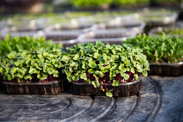 microgreens growing  organic bio gardening
