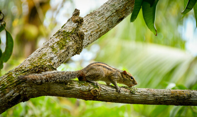 Squirrel on a mango tree