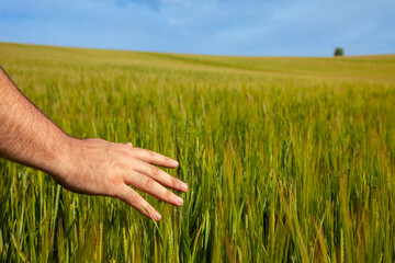 Hand Feeling the Crops in a Field of Barley - 492845857
