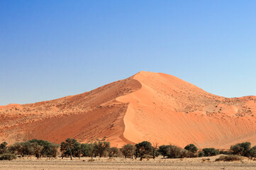 Dead acacia trees and dunes in the Namib desert / Dunes and dead camel thorn trees , Vachellia erioloba, in the Namib desert, Sossusvlei, Namibia, Africa.