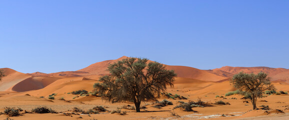 Acacia trees and dunes in the Namib desert / Dunes and camel thorn trees , Vachellia erioloba, in...