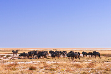 Group of blue wildebeest, Connochaetes taurinus / Blue wildebeest in Etosha National Park, Namibia.