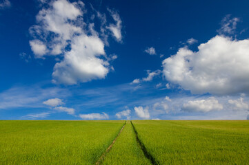 Path in Green Field With Blue Sky and Clouds