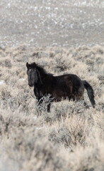 Fototapeta premium Wild Horse in the Idaho High Desert in Winter
