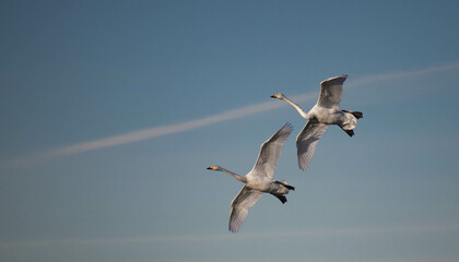 Flying geese 1