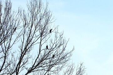 a few large black birds on a tree