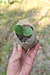 closeup the ripe green round gourd vine plant seedling and soil heap in the white polythene hold...