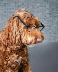 Nerdy dog wearing glasses, side profile. Large fluffy female Labradoodle dog looking with serious expression at something. Funny concept for smart pets imitating humans or working. Selective focus.