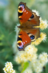 peacock eye on green leaves background. Sunny, summer day. There is space for text. Peace, love concept