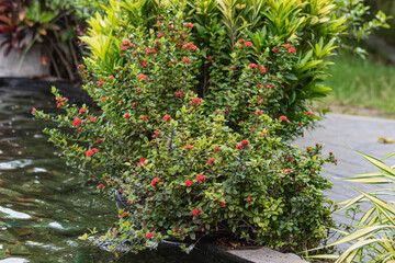 bush with small red flowers