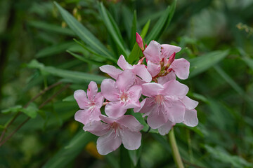 pink flowers on the tree