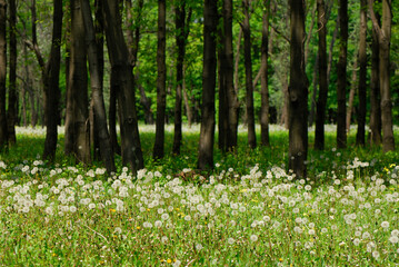 Dandelions on the background of tree trunks.