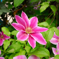 Blooming pink clematis flower on a bush, close-up.