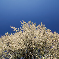 Plum blossom branches against a blue sky.