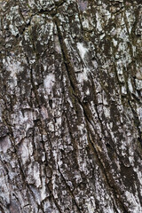 Fototapeta premium The bark of the tree is black and white pattern.