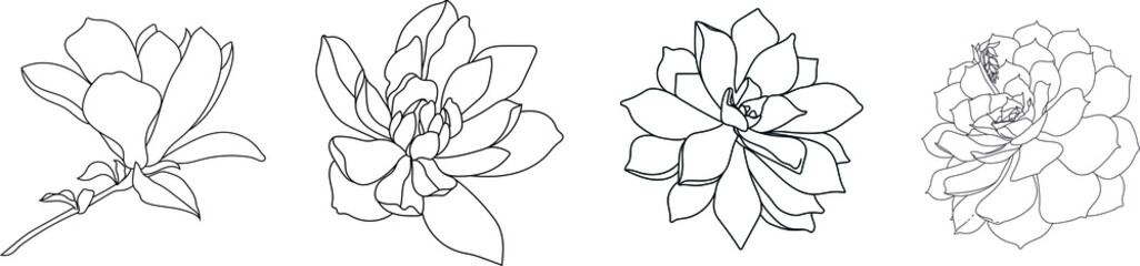 Set of graphical hand drawn magnolia flowers. Vector.	 - obrazy, fototapety, plakaty