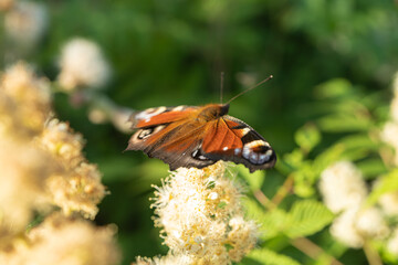 peacock eye on green leaves background. Sunny, summer day. There is space for text. Peace, love concept