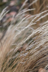 Fototapeta premium Unedited nature closeups. Pure depictions of plants and insects. Soft and clean.