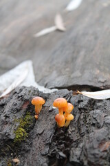Unedited nature closeups. Pure depictions of plants and insects. Soft and clean.
