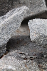 Unedited nature closeups. Pure depictions of plants and insects. Soft and clean.