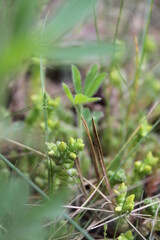 Unedited nature closeups. Pure depictions of plants and insects. Soft and clean.