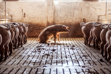 Pigs in a stable. Pigs are eating while one of them is sick and trying to stand up. Pig flu, animal...