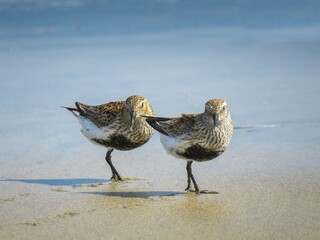Bonita pareja de correlimos común (Calidris alpina) con plumaje de verano en la playa de Maspalomas, Gran Canaria, España. Aves que vagan por la orilla en busca de alimento.