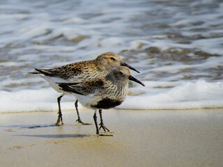Bonita pareja de correlimos común (Calidris alpina) con plumaje de verano en la playa de Maspalomas, Gran Canaria, España. Aves que vagan por la orilla en busca de alimento.