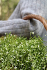 Unedited nature closeups. Pure depictions of plants and insects. Soft and clean.