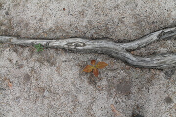 Unedited nature closeups. Pure depictions of plants and insects. Soft and clean.