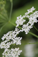 Unedited nature closeups. Pure depictions of plants and insects. Soft and clean.