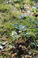 Unedited nature closeups. Pure depictions of plants and insects. Soft and clean.