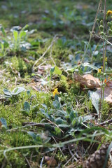 Unedited nature closeups. Pure depictions of plants and insects. Soft and clean.