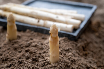 New season of white asparagus vegetable, harvesting of ripe high quality Dutch white asparagus