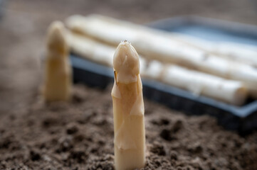 Obraz premium New season of white asparagus vegetable, harvesting of ripe high quality Dutch white asparagus