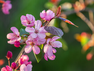 Fresh pink flowers of a blossoming apple tree with blured background