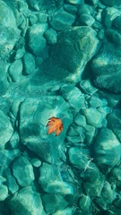 Fototapete Grüne Koralle Herbstblatt auf der Oberfläche des Meerwassers.