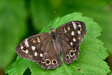 Speckled wood butterfly male, sitting motionless on a leaf. With spread wings, closeup. Blurred background, copy space. Genus  Pararge aegeria tircis.