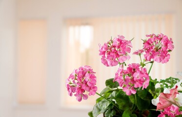 A flower and leaves in a flower pot on the windowsill in the house. Care of a houseplant. Home garden. Room interior decoration.