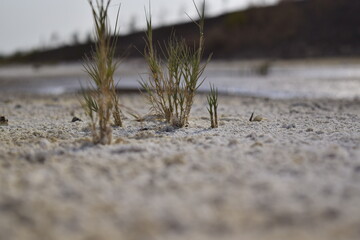 plants germinating, in bud, in the natural environment and planted, in dry, inhospitable environments, flower buds