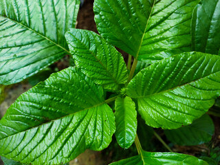 A bright green wild spinach leaf showing intricate texture and veins, taken close up. Perfect for depicting nature, growth and freshness.