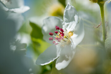 Apfelbaumblüte
