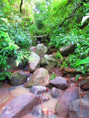 plants germinating, in bud, in the natural environment and planted, in dry, inhospitable environments, flower buds
