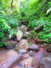 plants germinating, in bud, in the natural environment and planted, in dry, inhospitable environments, flower buds