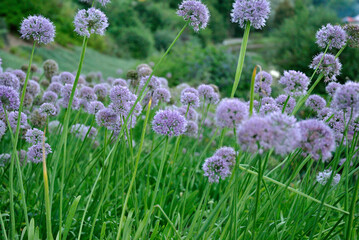 wild onions bloom in Ukraine