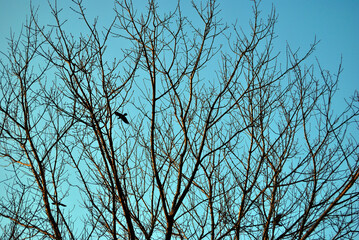 Obraz premium winter tree branches blue sky